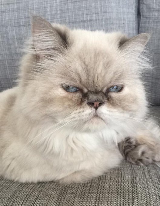 Lola hates the neighbour's dog too. #GrumpyCat http://t.co/CnCeY3DUHp<a href="/tag/grumpycat"class="tags">#GrumpyCat</a>