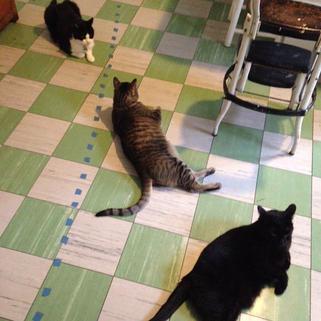 helgagrace's tweet photo. Current #catintegration status: WET FOOD PROTEST/HUNGER STRIKE @surlyspice http://t.co/xaNbJpL7X6 http://t.co/0cpFV7TzuK