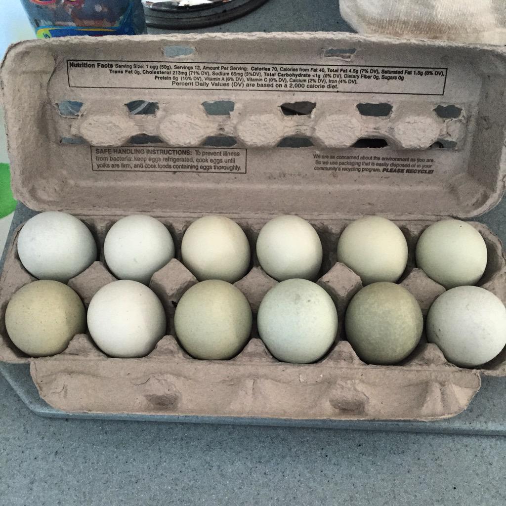 profvrr's tweet image. Picked up these local NJ chicken eggs - blue color due to #retrovirus insertion in chicken genome #virus