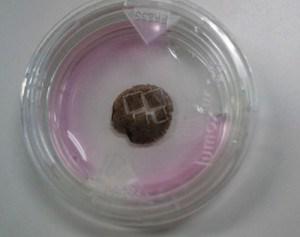 pknoepfler's tweet photo. Historic turning point for IPS cell field in Japan? http://t.co/Cs45efJMqS http://t.co/SorrASEGEr