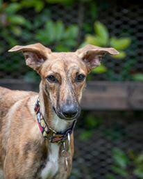 GlendeeDogs's tweet photo. Susie the #Lurcher #puppy is looking for a home pls RT. #gentlegirl #puppies #rescuedog #sighthounds http://t.co/m1L0VdOfs1