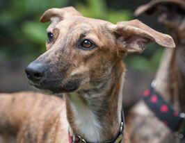 GlendeeDogs's tweet photo. Susie the #Lurcher #puppy is looking for a home pls RT. #gentlegirl #puppies #rescuedog #sighthounds http://t.co/m1L0VdOfs1