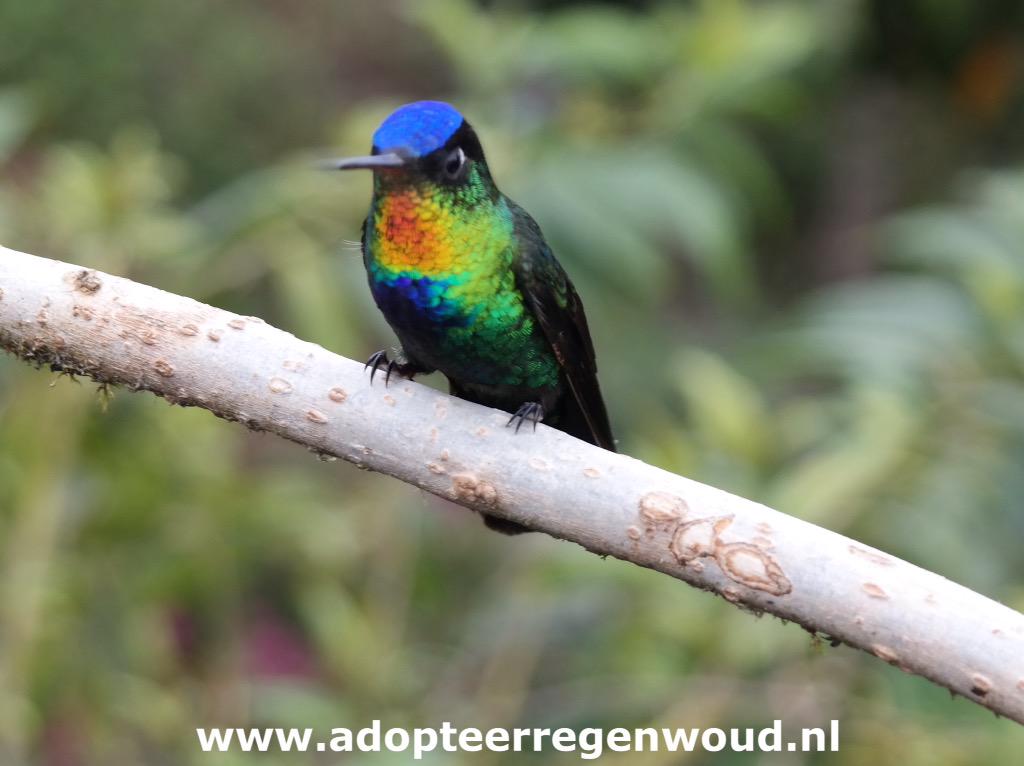Workwith_Nature's tweet image. What a spectacular pic of a colibri in Costa Rica! #naturephotography #birds #animalsphotography