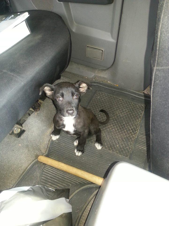 apoyocanino's tweet photo. Vivi fue rescatada de la carretera del junquito, empapada y muerta de frio. Busca #HOGAR: https://t.co/3B3xUM5qyu http://t.co/qIhWBIA3ub