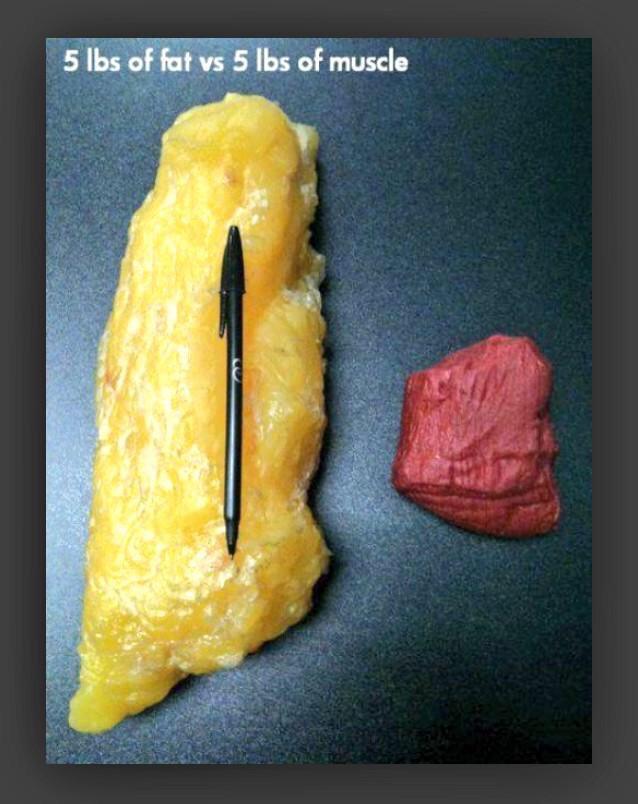 BestProFitness's tweet photo. 5 lbs of fat vs 5 lbs of muscle. This is why we workout 💪 http://t.co/5IXRC1D1Wi