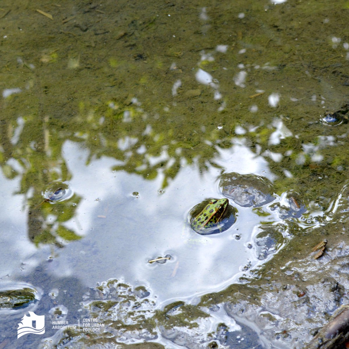 HumberArb's tweet image. Spotted a baby Northern Leopard Frog under the bridge! #leopardfrog #naturephotography