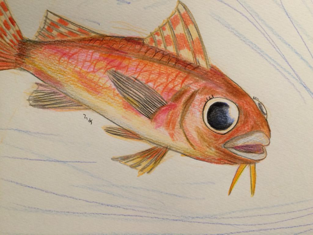 おいもとバイク カブトムシのメス繋がりで 沖の女郎 ヒメジを富山弁でこう呼びます この呼び方が なんだかセクシーな響きで好きです O O でも 長 いヒゲが顎に生えてるんですよねぇ 笑 Http T Co Pdpmfjarww