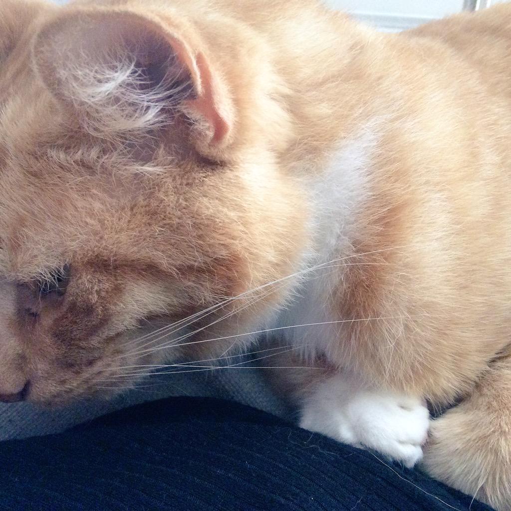 KittyPeacock's tweet photo. My staff is home! Told self to be cool but purring on shoulder for more the cuddles #wlf http://t.co/1a9JApZFLH
