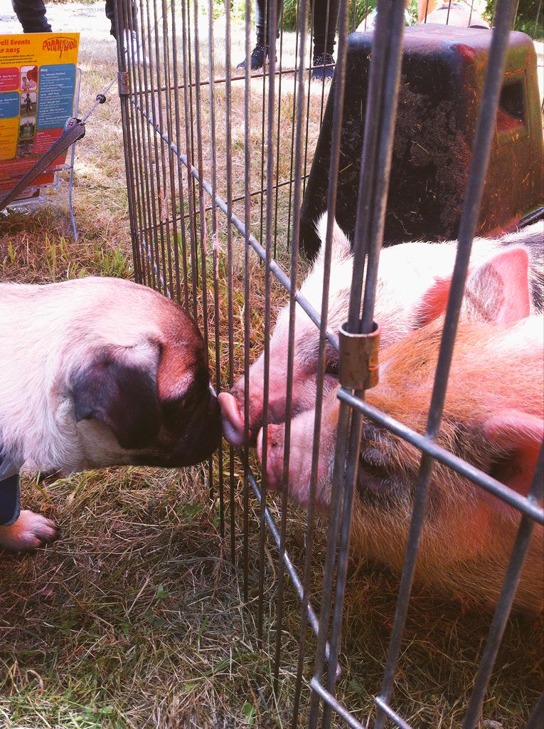 PennywellFarm's tweet image. Pigs &apos;n&apos; Pugs at @RoyalWilliamYd 🐷🐶 #puglet