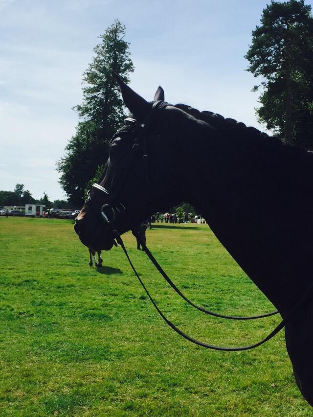 flickrobertsno2's tweet photo. lovely to go and finally watch Allora at her 1st event back with Jock! They looked great together! #princessisback😀 http://t.co/iBvz2LaXXH