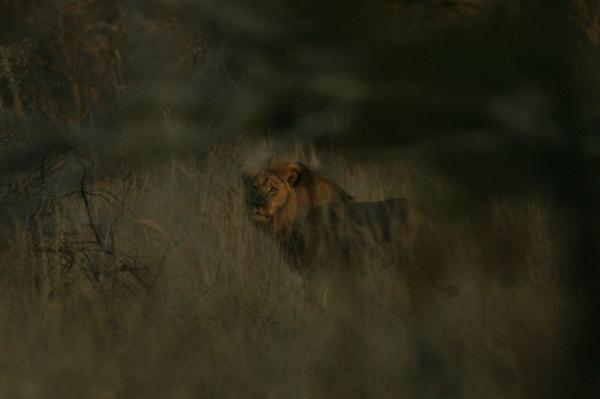 Hezzah's tweet photo. #Confirmed: Jericho the lion is alive! http://t.co/DO6KFJmJWS Pic from this morning. 😊 http://t.co/IOQnh9VPaA