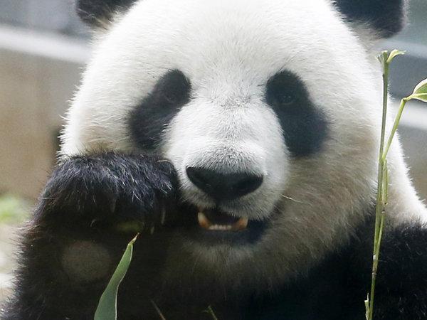 HuffPost's tweet photo. Panda accused of faking pregnancy to get better food http://t.co/A6redV1tql http://t.co/j7S1pvWmPu