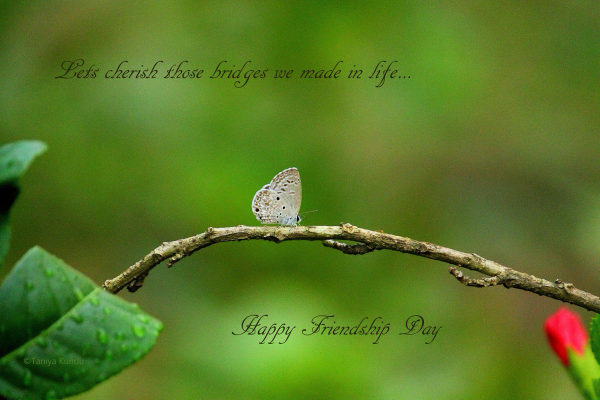 Let us cherish the friendships we have forged and bridges we have made in our lives...Happy Friendship Day!!