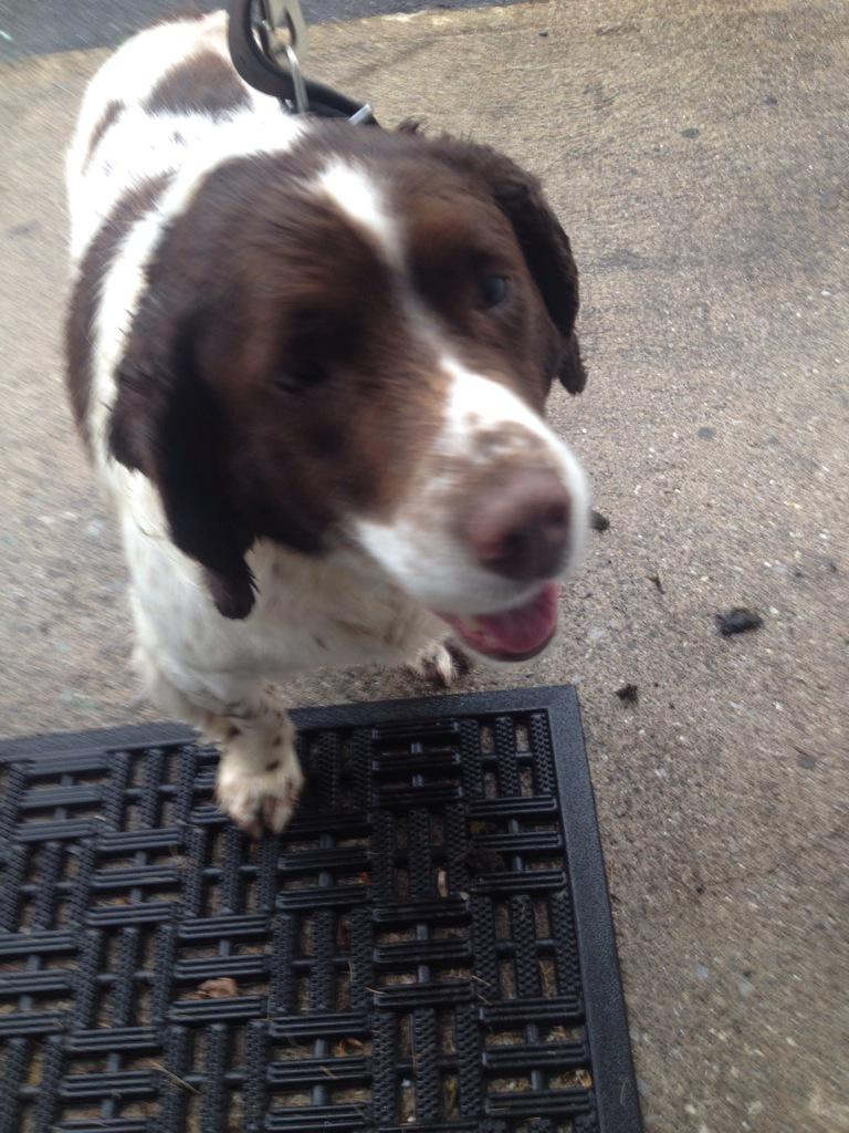 Dog found in Waterfall near Rumleys farm. Exhausted but in good shape. Well behaved and family pet. Please RT!!!