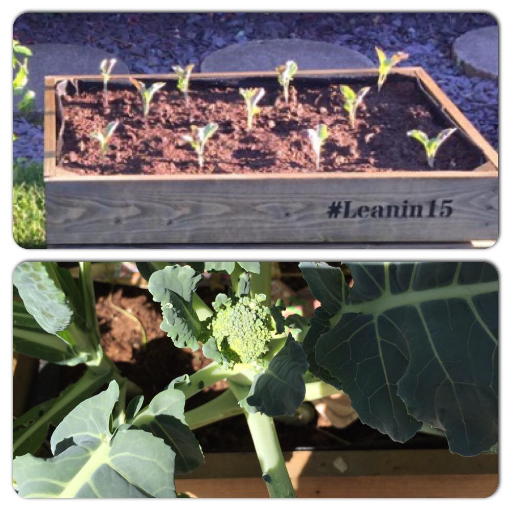 joann_eastwood's tweet image. @thebodycoach They grow up so fast #MidgetTree #BroccoliBabies #90DaySSSPlan #healthy #eatclean #homegrown #Leanin15