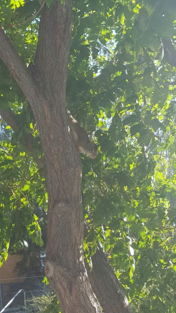 Good morning <a href="/TrekFactory/">Trek Factory Racing</a> <a href="/TourofUtah/">The Tour of Utah</a>