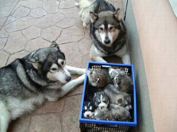 _Paisajes_'s tweet photo. Hermosa familia. http://t.co/2DbbLWcW1C