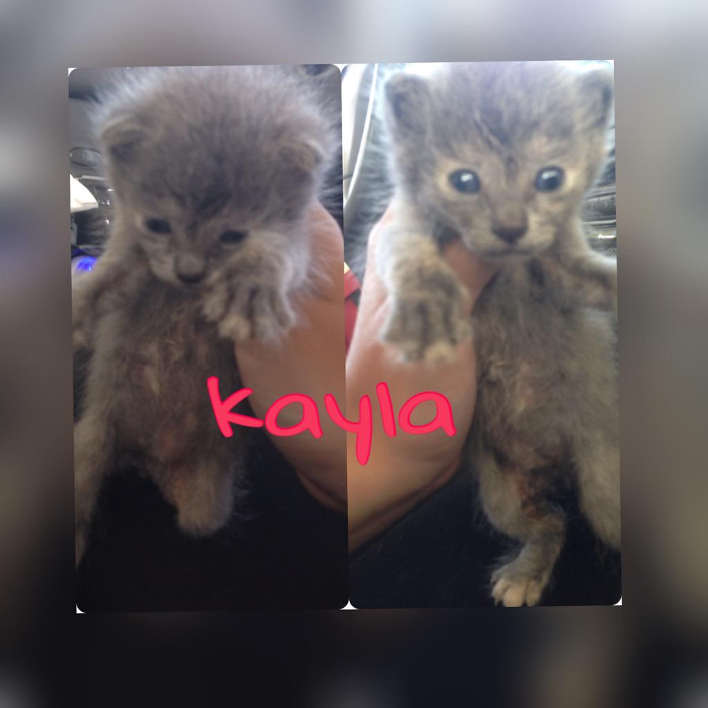 FuerteFelinos's tweet photo. 2 hembras y 2 machos!! Cntact: por privado o http://t.co/XqlLxW25aR o por fuertefelinos@gmail.com #adopta #gatos http://t.co/XFvCTB9KQY