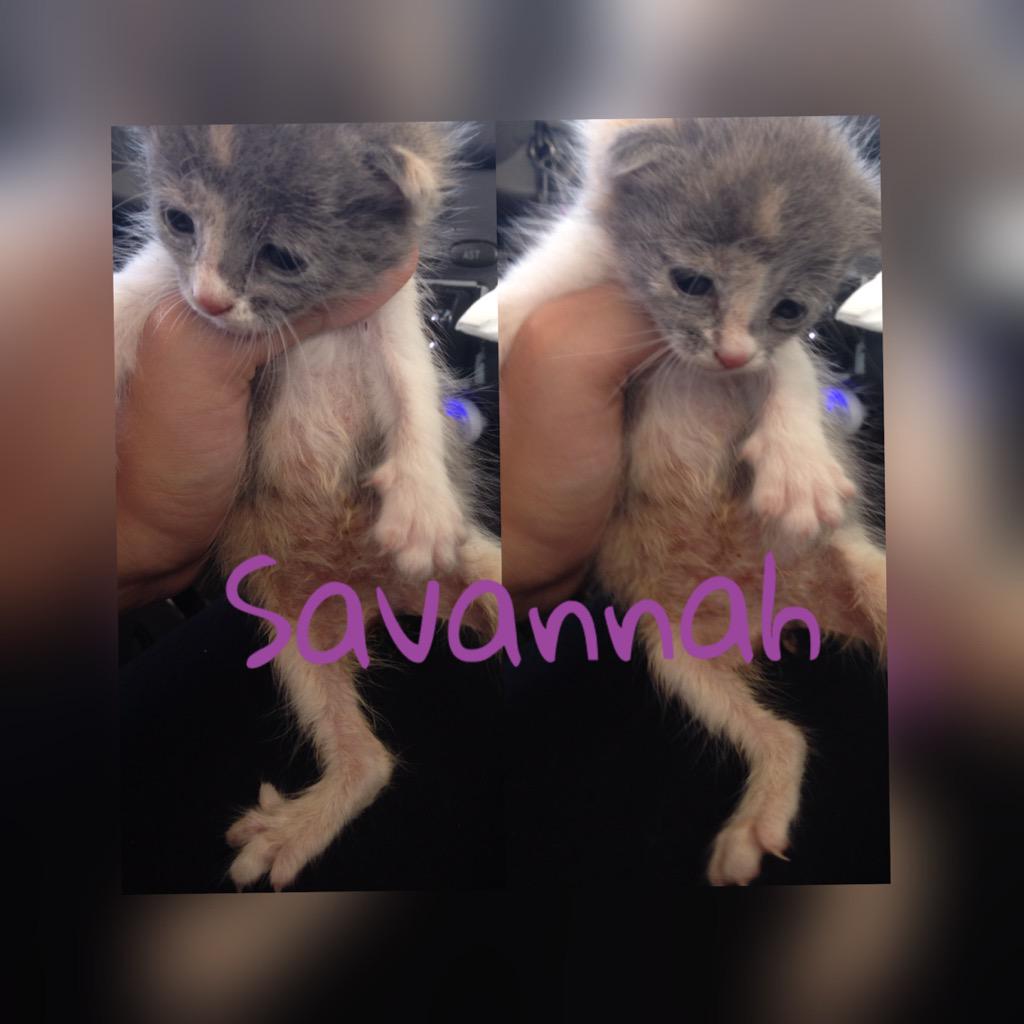 FuerteFelinos's tweet photo. 2 hembras y 2 machos!! Cntact: por privado o http://t.co/XqlLxW25aR o por fuertefelinos@gmail.com #adopta #gatos http://t.co/XFvCTB9KQY