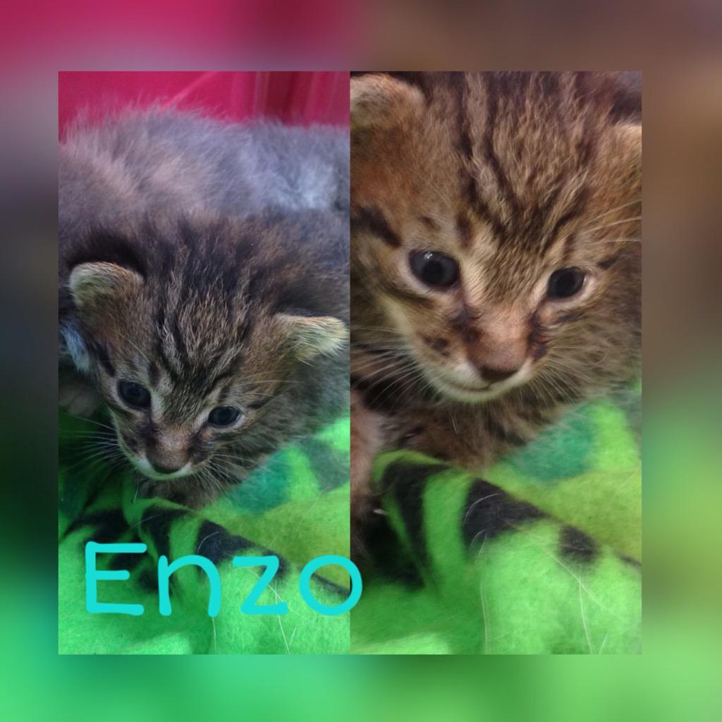 FuerteFelinos's tweet photo. 2 hembras y 2 machos!! Cntact: por privado o http://t.co/XqlLxW25aR o por fuertefelinos@gmail.com #adopta #gatos http://t.co/XFvCTB9KQY