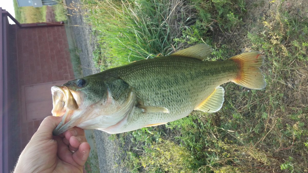 Found a little pond and little something in it. Not bad for my first fish in Denver. Still missing the family though