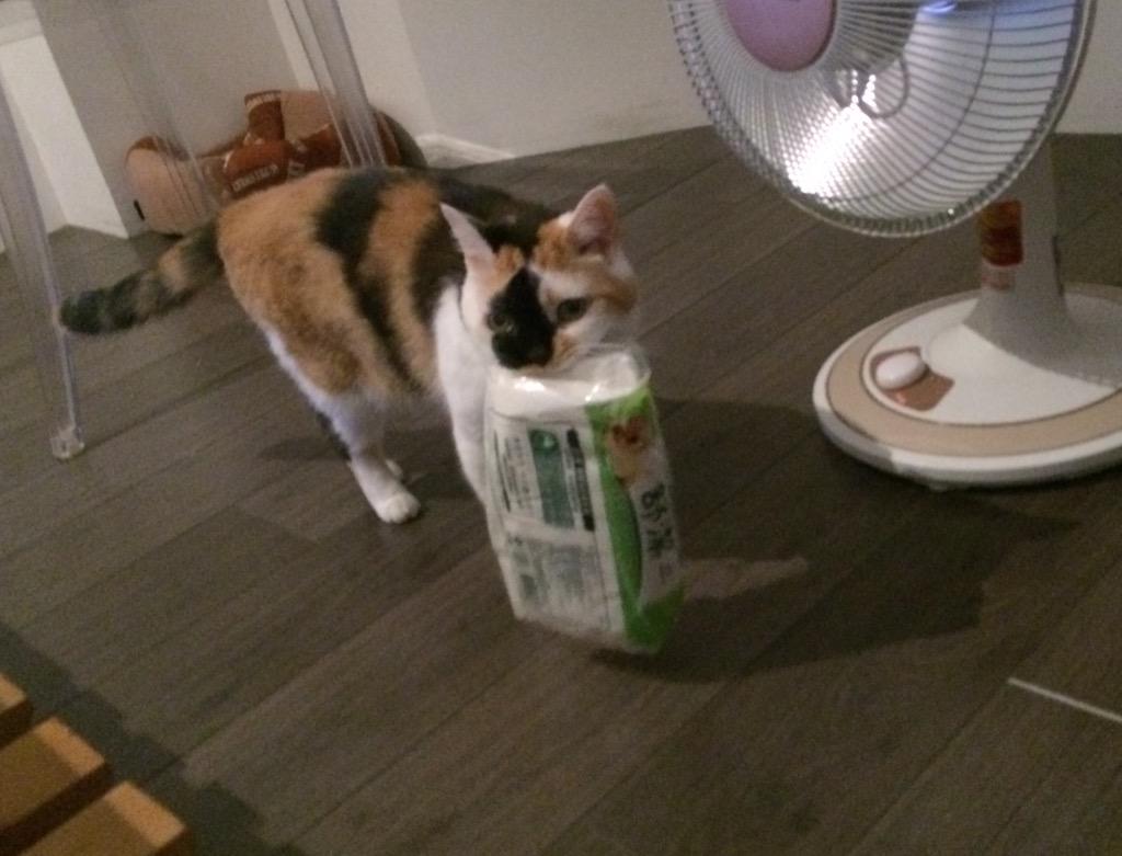 JochinC's tweet photo. #threecolorcat. I Know U need tissues... #cat tricks #smartcats http://t.co/4CY4t1v5Jf