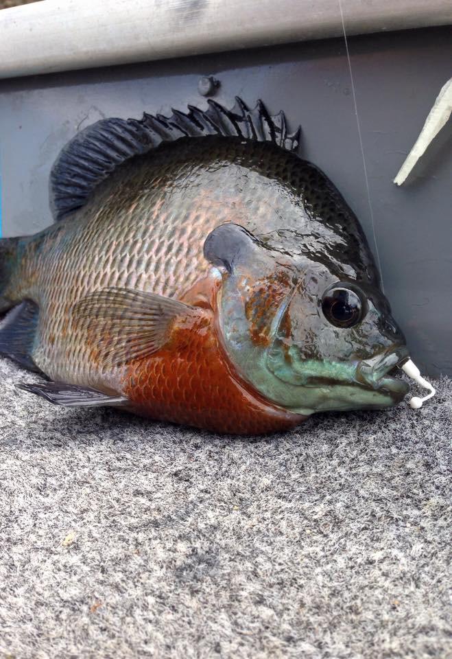 #IceMite #jandscustomjigs #mississippibackwaters #bluegill