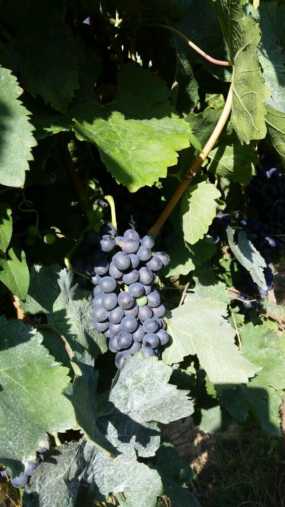 Grapes in #varramista #syrah #harvest15