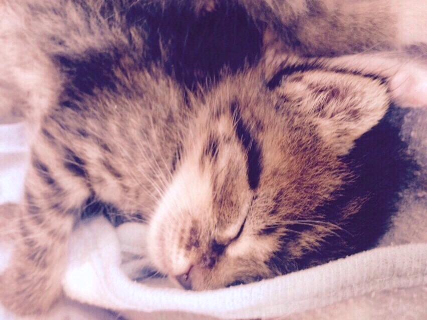 FuerteFelinos's tweet photo. Cualquier donativo nos vendría genial. Cntacto: fuertefelinos@gmail.com  http://t.co/ZwekyIMlxd #gatos #fuerteventura http://t.co/kdNgPRWG7h