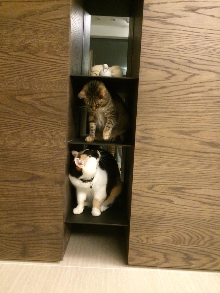JochinC's tweet photo. #threecolorcat fights http://t.co/gaOeXtpIwi