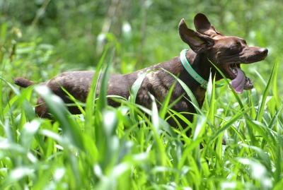 POPKennels's tweet photo. Gus in the sorghum plot planted this spring #uplandmanagement http://t.co/jEiT8p9pY7
