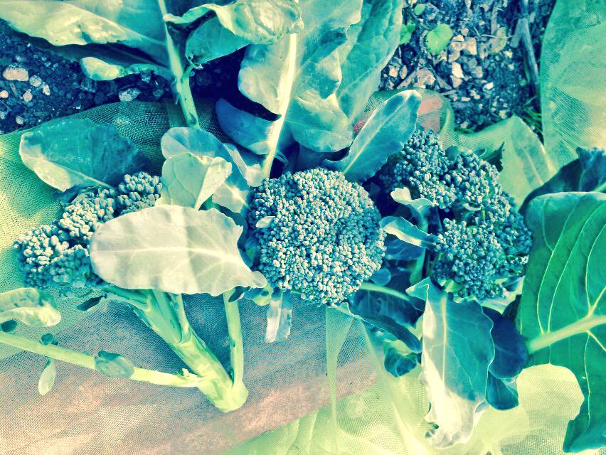 PlotBound's tweet photo. Further adventures in the brassica den @SaveCravenVale
Calabrese Waltham
Great Green Bush Cricket http://t.co/5SDYXhemM5