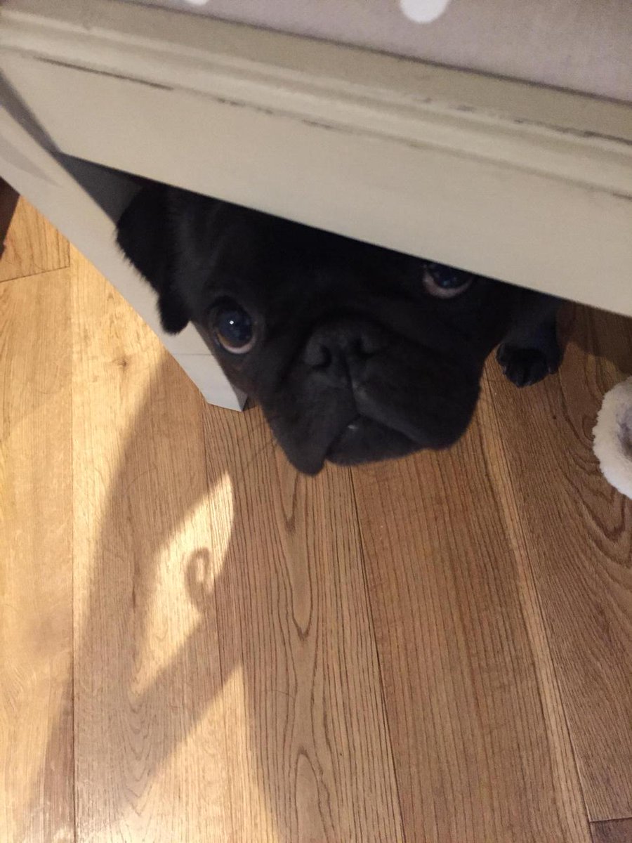 Peek a boo!!! #pug #cute #sundayfunday