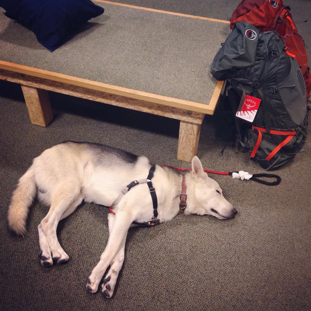 kylejchin's tweet photo. Dead dog found at REI yesterday. #wastedfromthedogbeach #onetiredpup #k9kanan http://t.co/7EQg9OVeUI