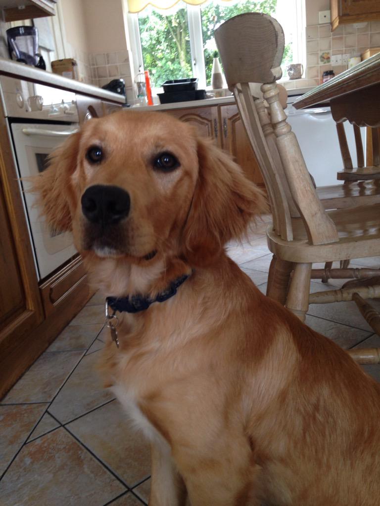 monkeysee233's tweet photo. Cant believe how big my wee man is getting! #love #goldenretriever #codybear @addyg171 http://t.co/vPIrYrRvvN