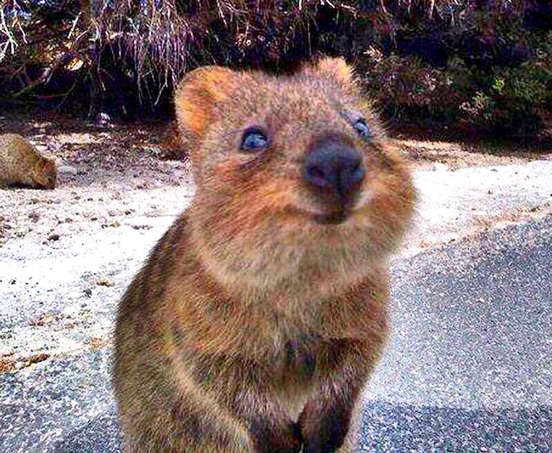 Melanie May on Twitter: "Not all Australian animals want to kill you. This Quokka just wants to make you smile. http://t.co/mip1Z6iVaa" /