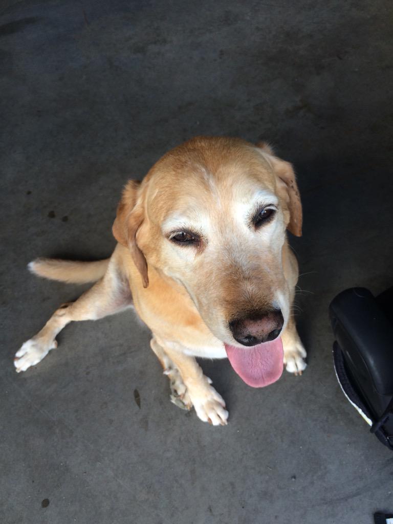 jennife25013526's tweet photo. #dogdaysofsummer #cartwheeldeal @lancem313 @DeannaBrian @erichawilson @JoeWhiteEffect @specialkglass @MEDavis428 http://t.co/0RVemMzwUe