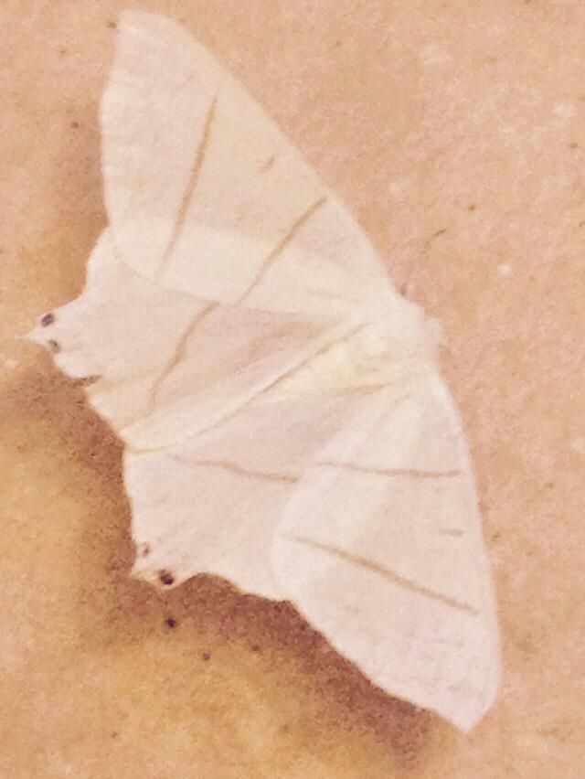 Bron: Edward Neering