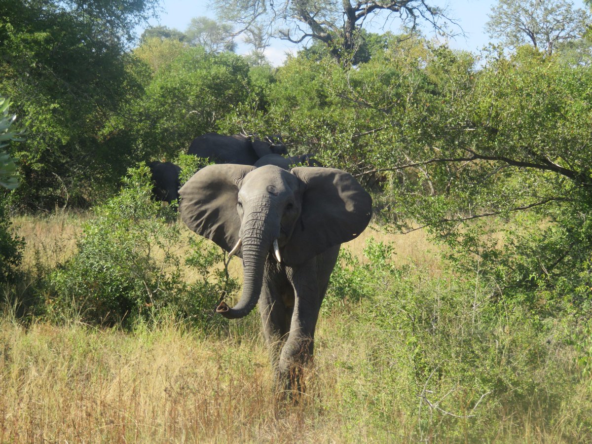 elephanaticsbc's tweet image. #Proelephant life vs #Prohunting  Here r some elephacts  bit.ly/1TJ0SEW @wanyamapori @Hezzah @MaryleeDavies