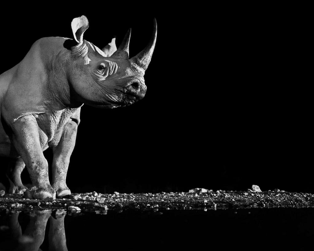 MariaMiaow's tweet photo. majestic mysterious
beautiful #rhinos brutally killed 4 their horns
Humans BACK OFF!๐ ๐ค
#FightForRhinos #SaveRhinos http://t.co/OUZ9yqlONl