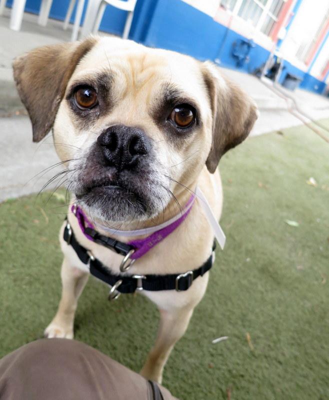 SFACC's tweet photo. I'm in the shelter #StoryOfMyLifeIn4Words #SFACC #adoptme http://t.co/XV75yTvUnQ http://t.co/hsRwqx1UZB