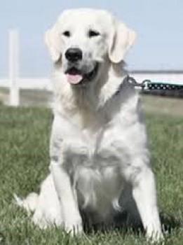 millypod1's tweet photo. #Lost White Golden Retriever Male Photo is similar dog
#Largs #NorthAyrshire #Scotland #KA30
http://t.co/11QnWKP4U6 http://t.co/agXFGyQOnO