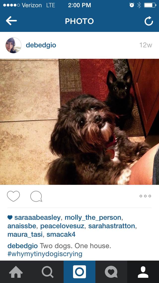 devinbedgio's tweet photo. @NicoleAvarello Example - when mom's dog and sister's dog met each other #EME6414 #dogsofinstagram http://t.co/tQEQxrKUuG