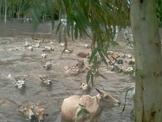 Crystal1021997's tweet photo. Look at this pictures.We need a lot of helps.Please support us from other countries. Many areas are still floated. http://t.co/lp60f3PTaT