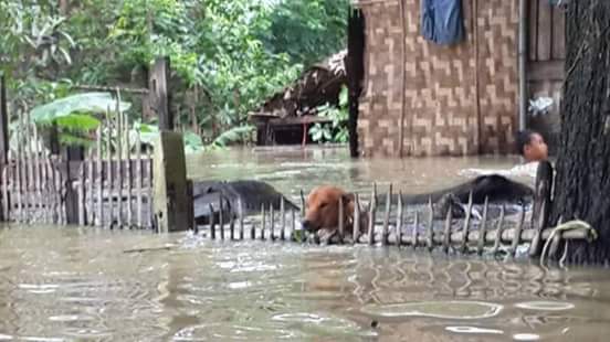 Crystal1021997's tweet photo. Look at this pictures.We need a lot of helps.Please support us from other countries. Many areas are still floated. http://t.co/lp60f3PTaT