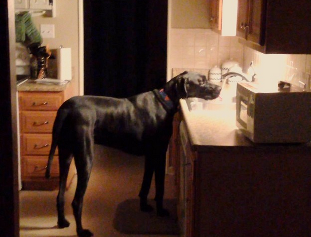 deltafaucet's tweet photo. We couldn't resist sharing @jmarie728's vid of her Great Dane using #Touch2O technology! http://t.co/8jvW39ApUY http://t.co/Gb3fRz4InX