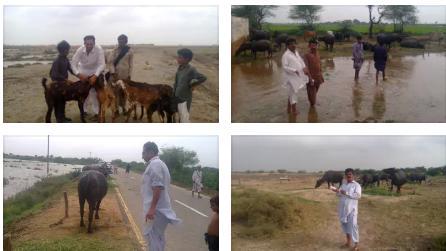 AyazBuriroPPP's tweet photo. Vaccination at veterinary flood #EmergencyCamp @ belo dist: sujawal.#Livestock Dept. #GOS, #PPPHelpingFloodAffected http://t.co/H5p17iHjj3