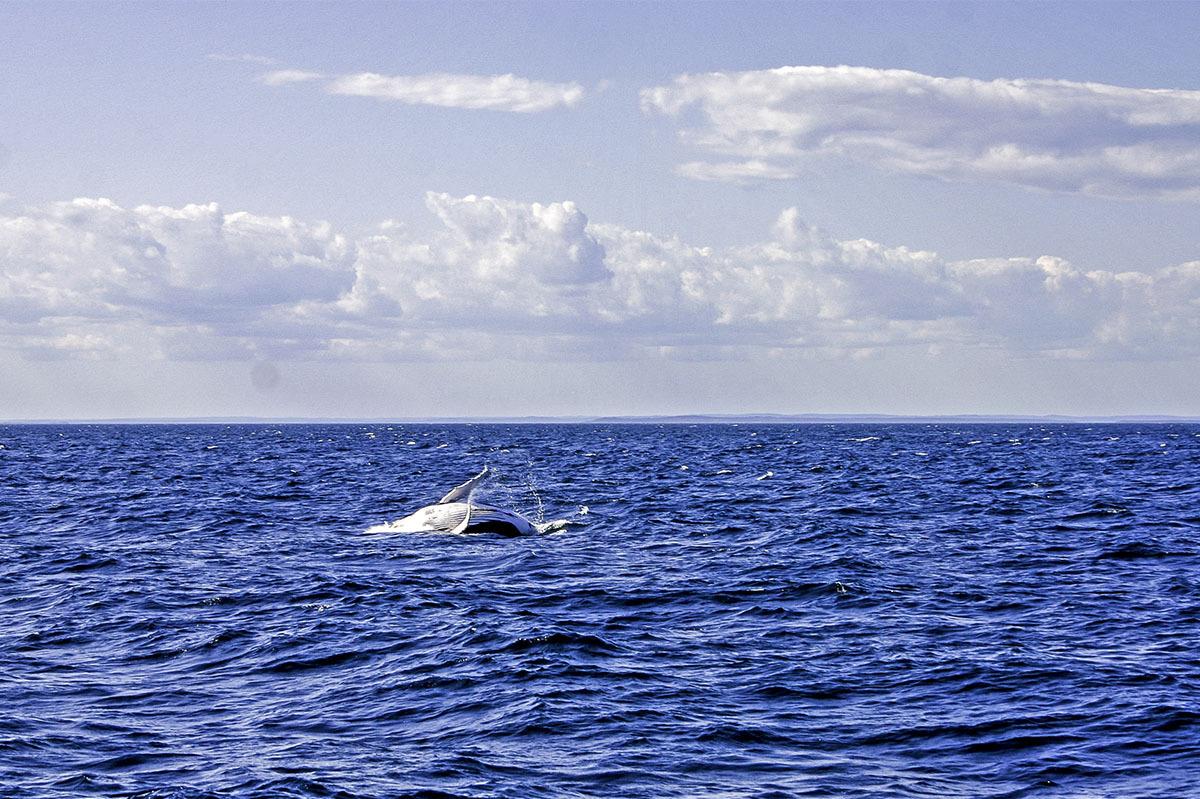 Looking like an amazing long weekend. And we're seeing whales! Join us from the Lunenburg waterfront. #whalewatching