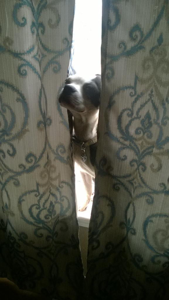 Mishaeljoy's tweet photo. Vacuum cleaners eat Boston Terriers-you can never be too safe! #bostonsarebest http://t.co/e94k5CciG6