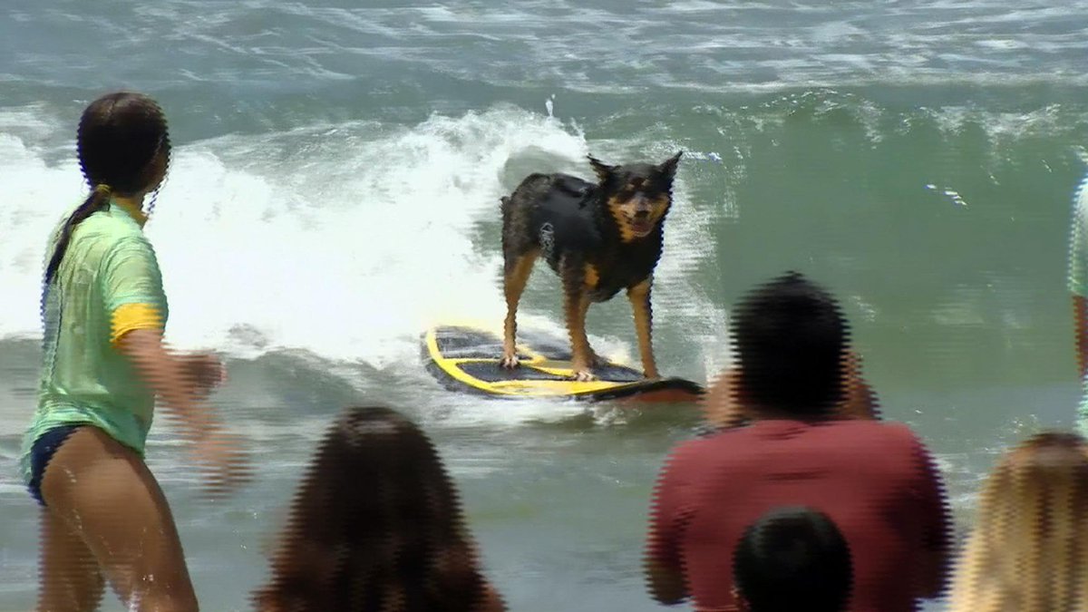 NOS's tweet photo. In San Diego deden tientallen honden, groot en klein, mee aan een surfwedstrijd:  
http://t.co/rIVlx007r6 http://t.co/CNzLzBXzE8